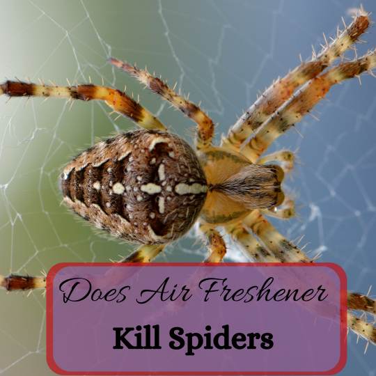 Do Air Fresheners Like Febreze Kill Spiders?