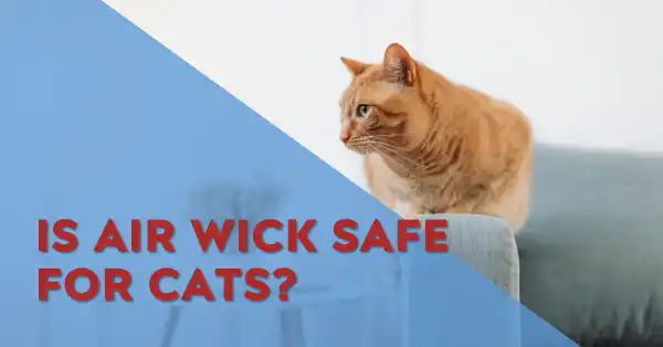 Is Air Wick Safe for Cats? | Expert Advice on Air Fresheners