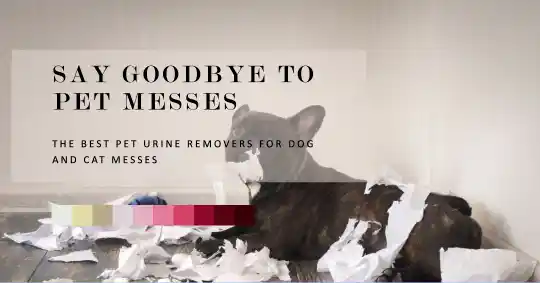 The Best Pet Urine Removers for Dog and Cat Messes